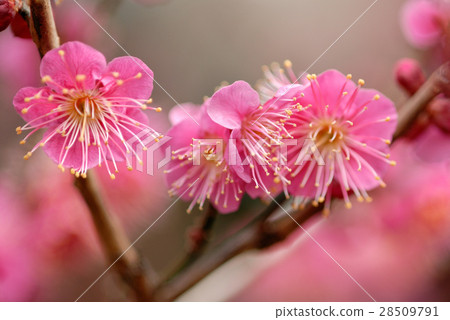 梅花 28509791
