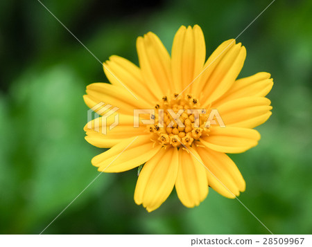 Chrysanthemum Chrysanthemum 28509967