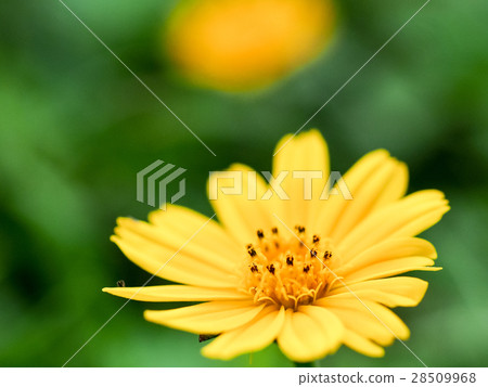 Chrysanthemum Chrysanthemum 28509968