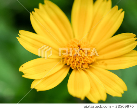 Chrysanthemum Chrysanthemum 28509970