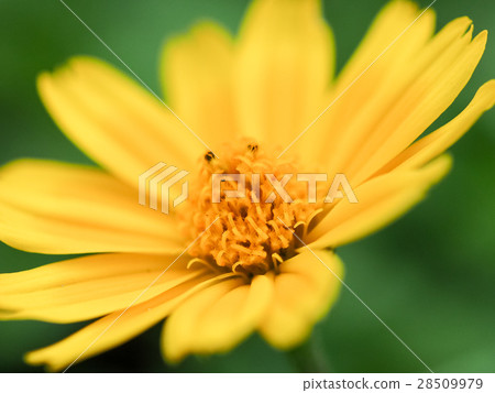 菊花 菊花 28509979