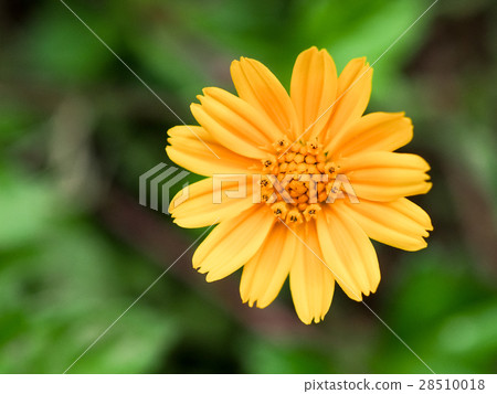菊花 28510018