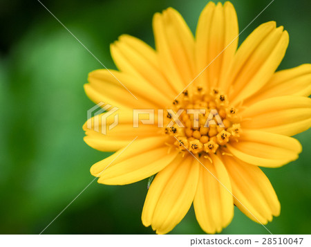 菊花 菊花 28510047