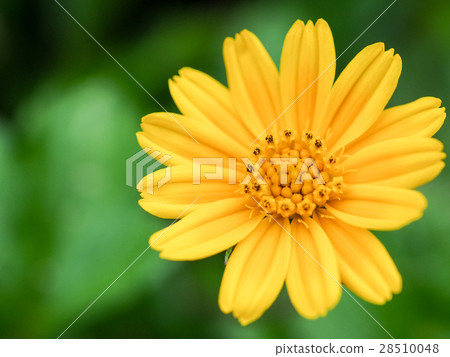 Chrysanthemum Chrysanthemum 28510048