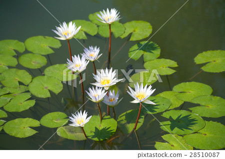 White lotus / water lily  28510087