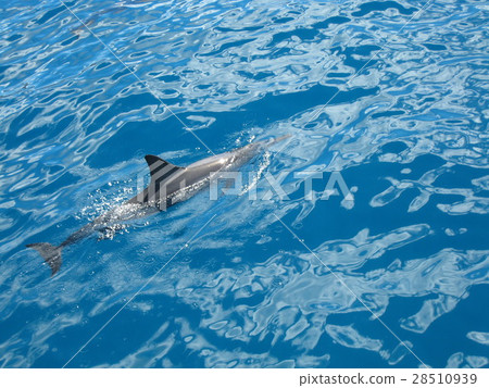 dolphin, dolphins, blue water 28510939