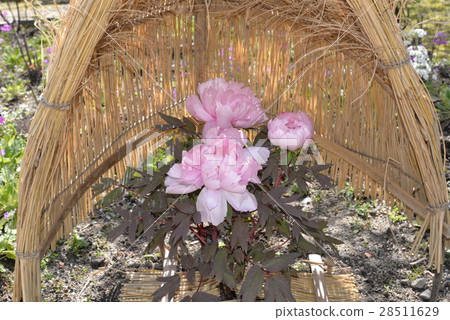 Pink peony 28511629