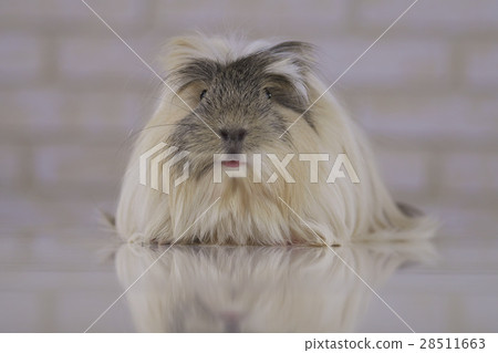 Guinea pig breed Coronet cavy 28511663