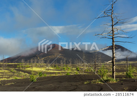 Dead wood - a consequence of a catastrophic 28511674