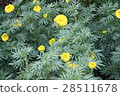 Marigold flower 28511678