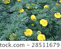 Marigold flower 28511679