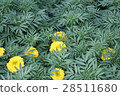 Marigold flower 28511680