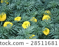 Marigold flower 28511681