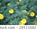 Marigold flower 28511682