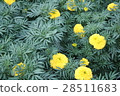 Marigold flower 28511683