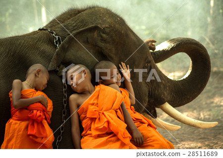 Novice Monks happiness with elephant Novice Monks happiness with elephant 28511689