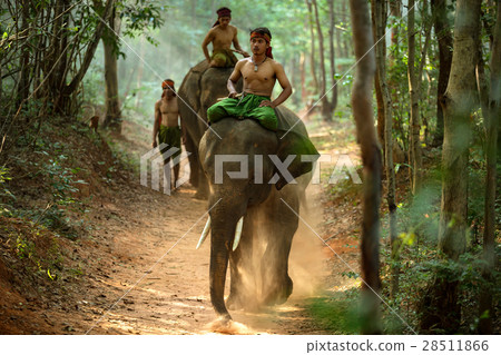 mahouts and elephants 28511866