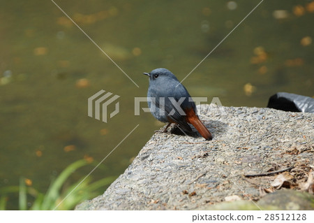 鉛色水鶇 28512128