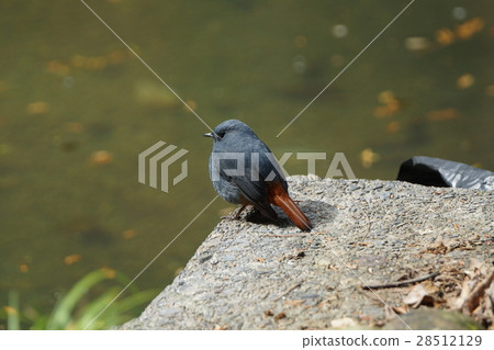 鉛色水鶇 28512129