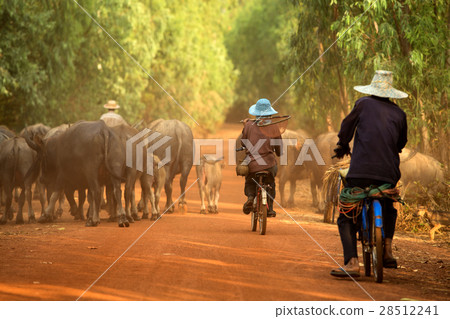 farmer with a herd of buffalo 28512241