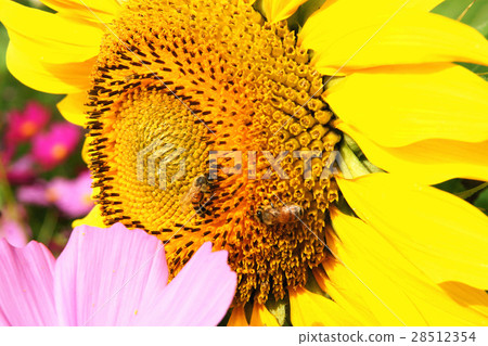 向日葵 28512354