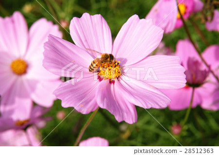 Big cosmos 28512363