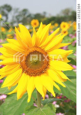 Sunflower 28512364