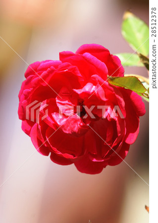 玫瑰 28512378