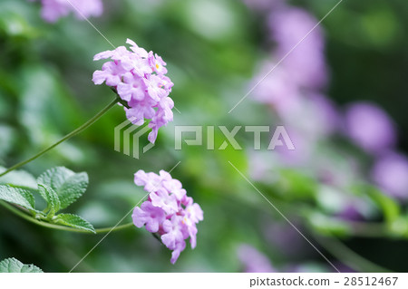 Spring blooming flowers 28512467