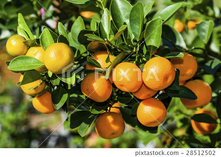 Oranges on the tree 28512502