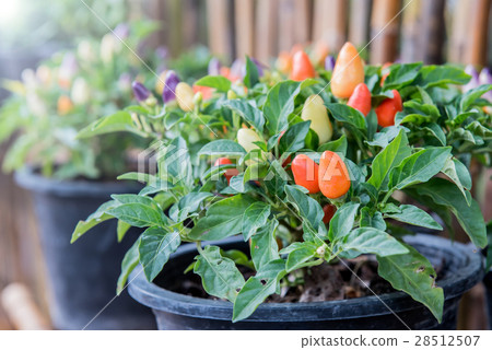 hot chili hot chili 28512507