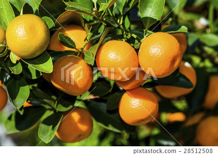 Oranges on the tree 28512508