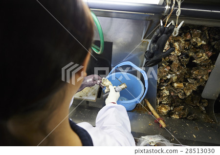 Oyster shot experience 28513030