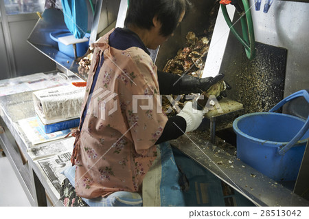 Oyster striking child Oyster striking child 28513042