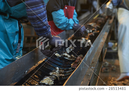Hiroshima Marine Processing Factory Oyster Work Hiroshima Marine Processing Factory Oyster Work 28513481