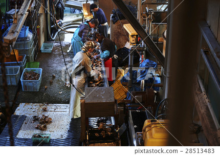 Hiroshima Marine Processing Factory Oyster Work 28513483