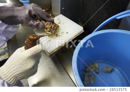 牡蠣罷工的孩子 牡蠣罷工的孩子 28513575