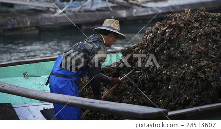 Hiroshima oyster landing Hiroshima oyster landing 28513607