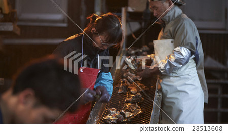 Hiroshima Marine Processing Factory Oyster Work 28513608