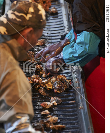 Hiroshima Marine Processing Factory Oyster Work Hiroshima Marine Processing Factory Oyster Work 28513613
