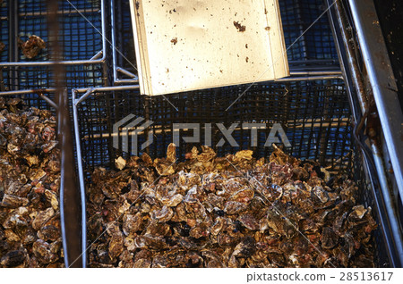 Hiroshima Marine Processing Factory Oyster Work 28513617