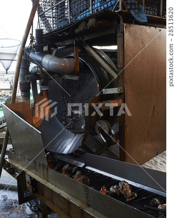 Hiroshima Marine Processing Factory Oyster Work Hiroshima Marine Processing Factory Oyster Work 28513620
