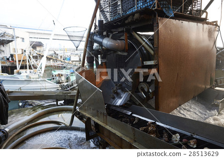 廣島海洋加工廠牡蠣工作 28513629