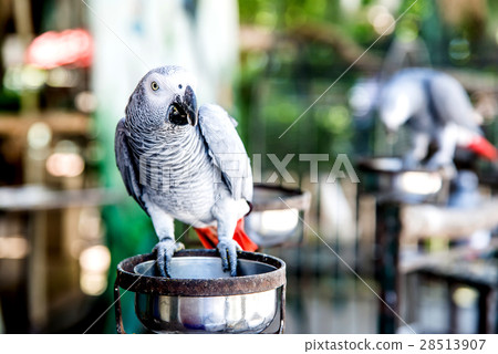 stock photo parrot lovely bird animal and pet