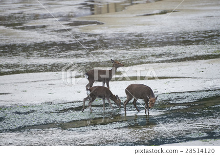 Miyajima deer wild animal 28514120