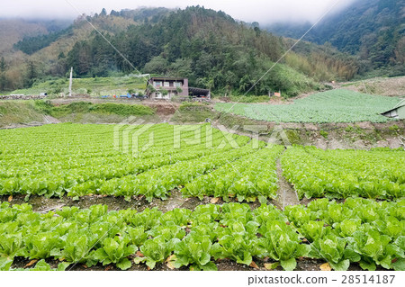 Korean food field 28514187