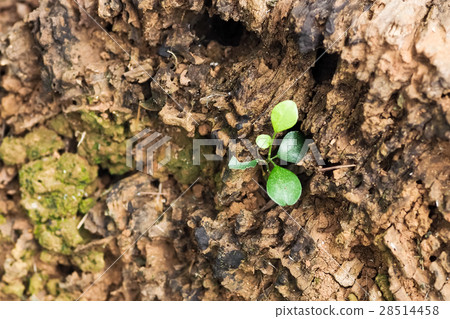 野外植物 野外植物 28514458