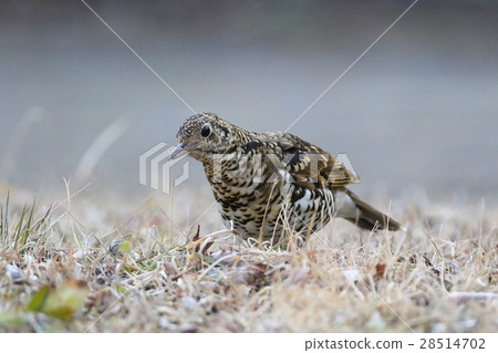 虎斑地鶇 虎斑地鶇 28514702