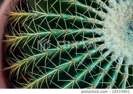 cactus, sugar palm leaf, decoration in the garden cactus, sugar palm leaf, decoration in the garden 28514901