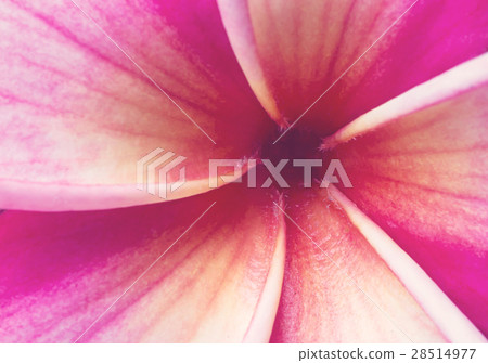 Close up Pink Plumeria Flower, Vintage and Retro Close up Pink Plumeria Flower, Vintage and Retro 28514977